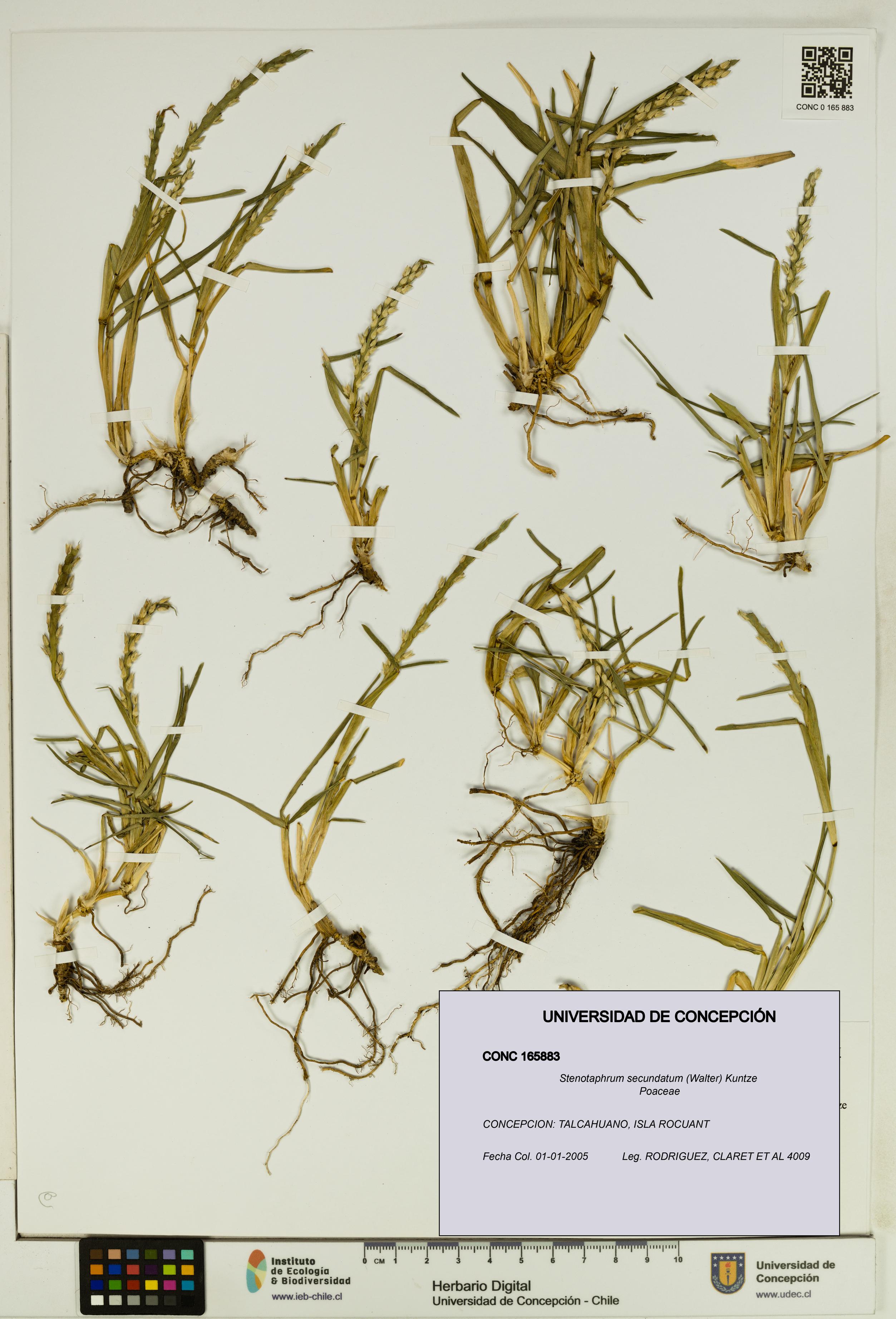 Stenotaphrum secundatum [Espécimen: UDEC:CONC:0165883]