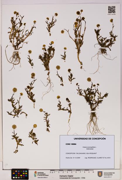 Cotula coronopifolia [Espécimen: UDEC:CONC:0165884]
