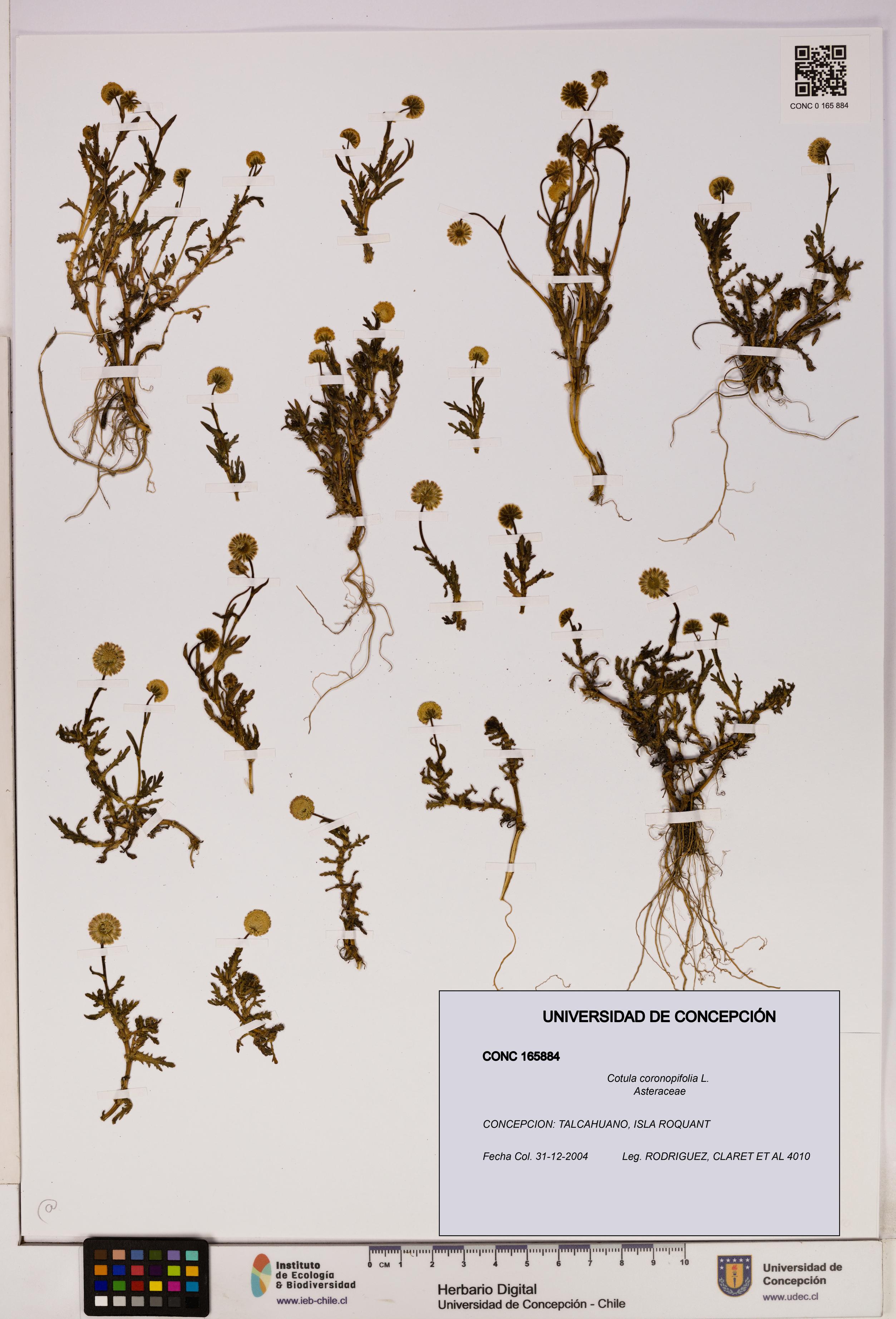 Cotula coronopifolia [Espécimen: UDEC:CONC:0165884]