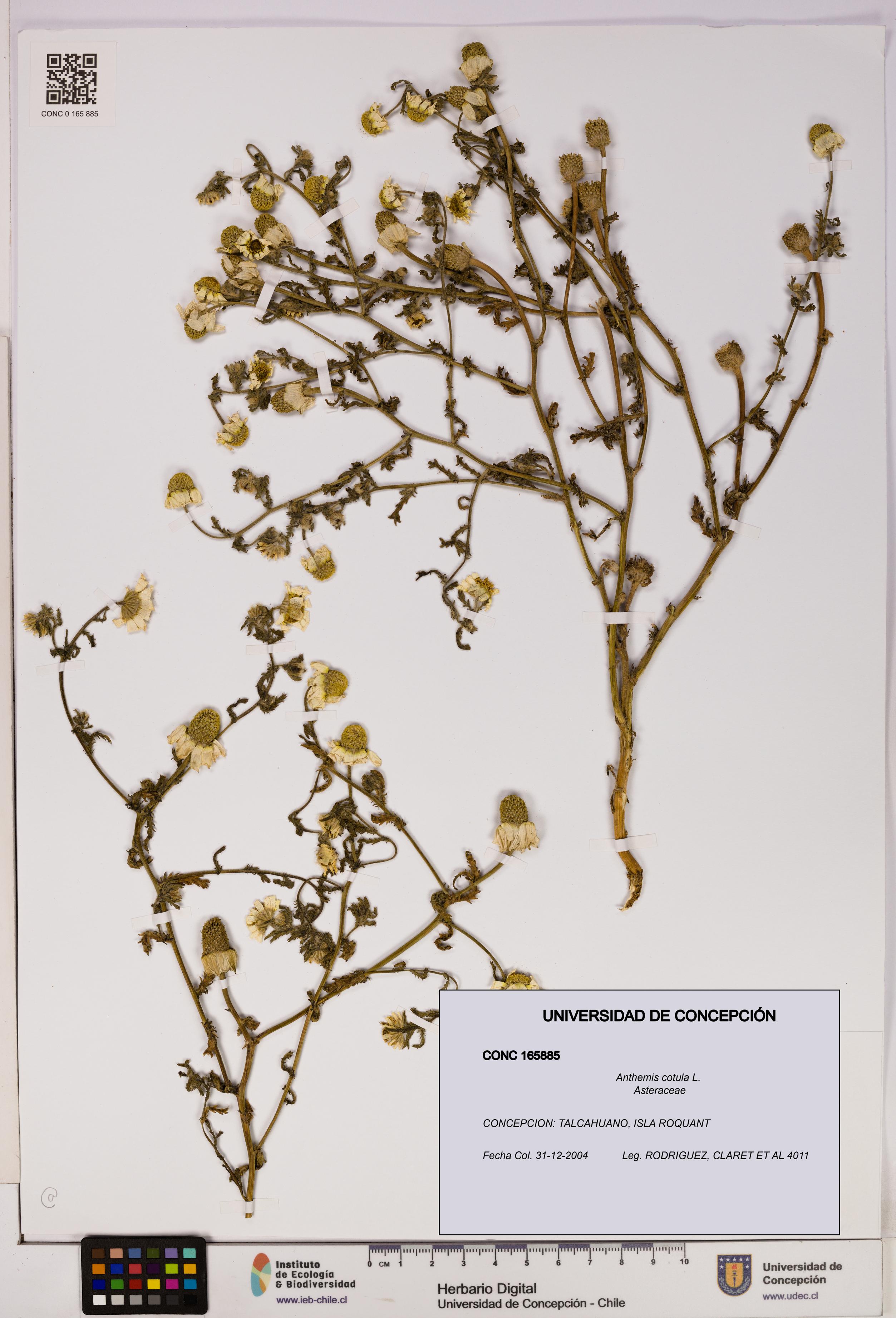 Anthemis cotula [Espécimen: UDEC:CONC:0165885]