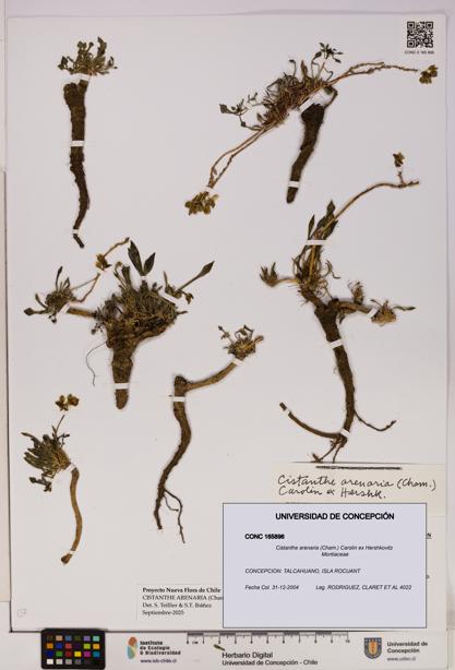 Cistanthe arenaria [Espécimen: UDEC:CONC:0165896]