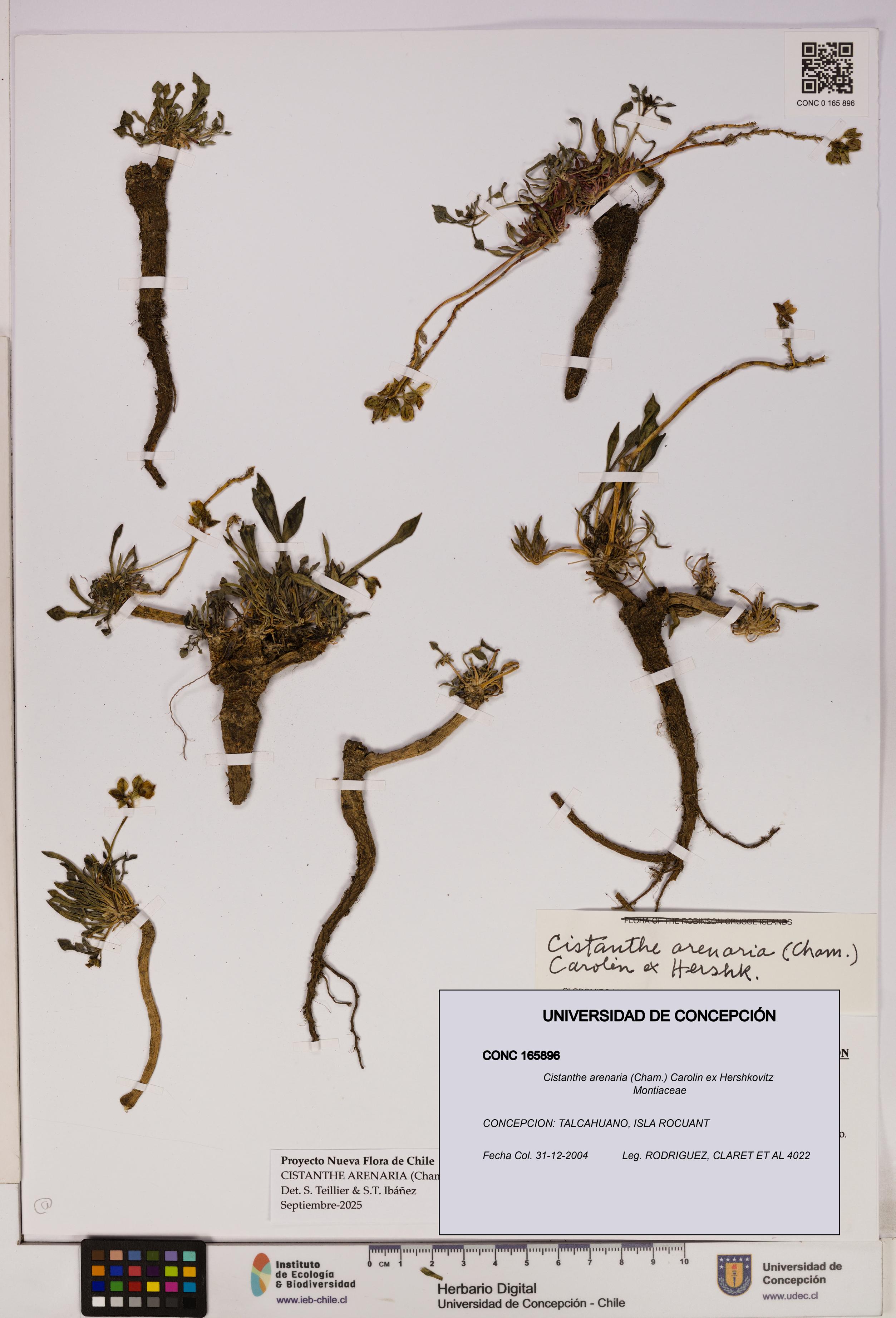 Cistanthe arenaria [Espécimen: UDEC:CONC:0165896]