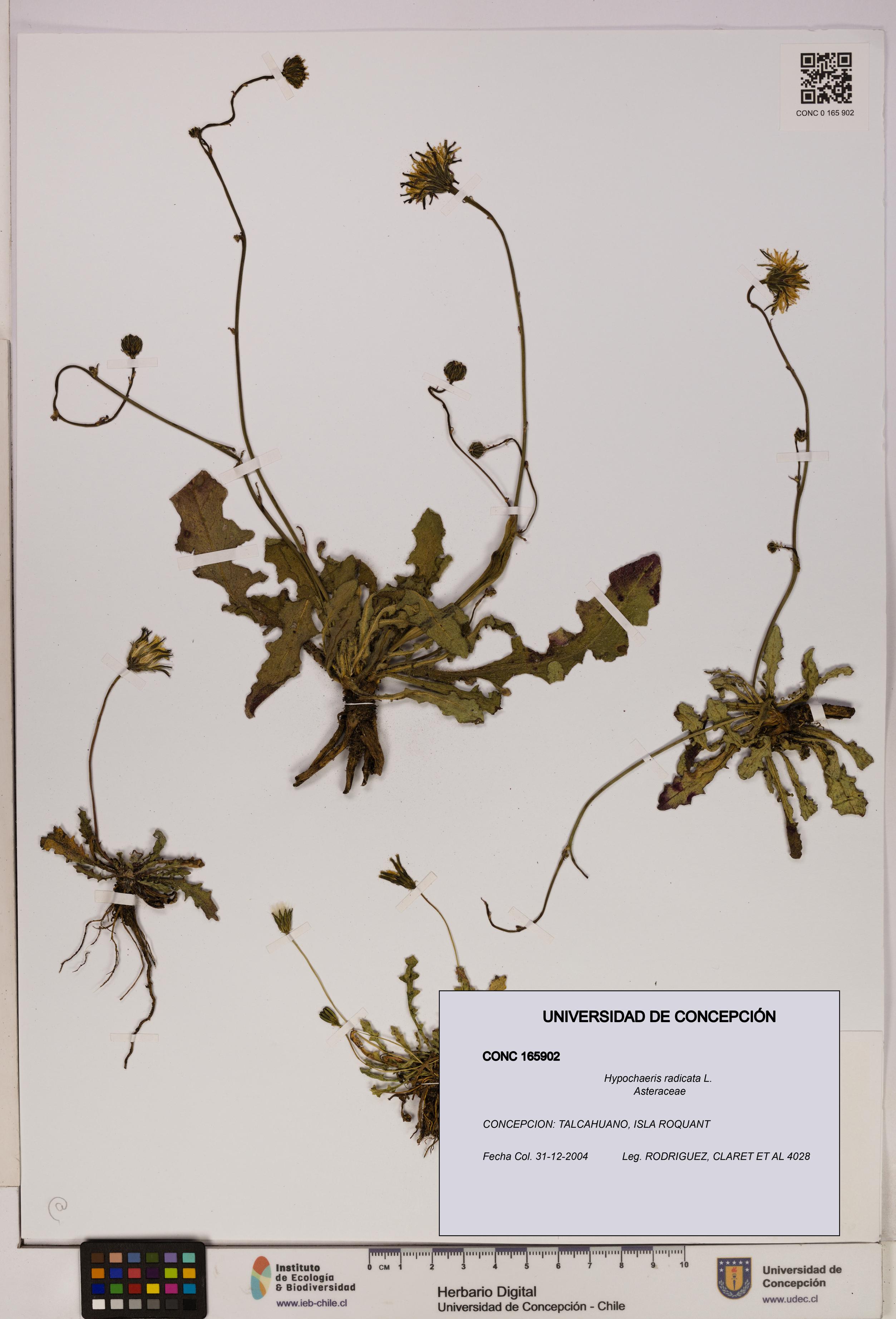 Hypochaeris radicata [Espécimen: UDEC:CONC:0165902]