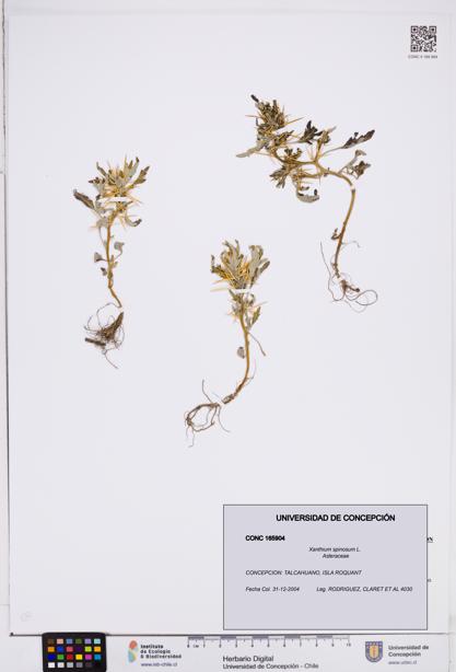 Xanthium spinosum [Espécimen: ]