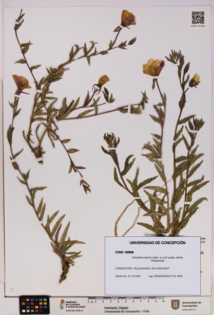 Oenothera stricta subsp. stricta [Espécimen: UDEC:CONC:0165906]