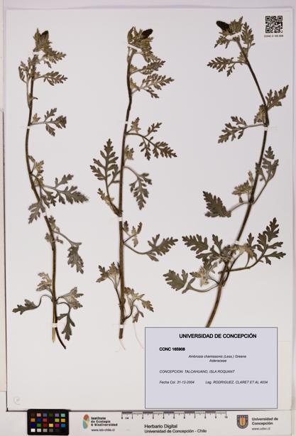 Ambrosia chamissonis [Espécimen: UDEC:CONC:0165908]