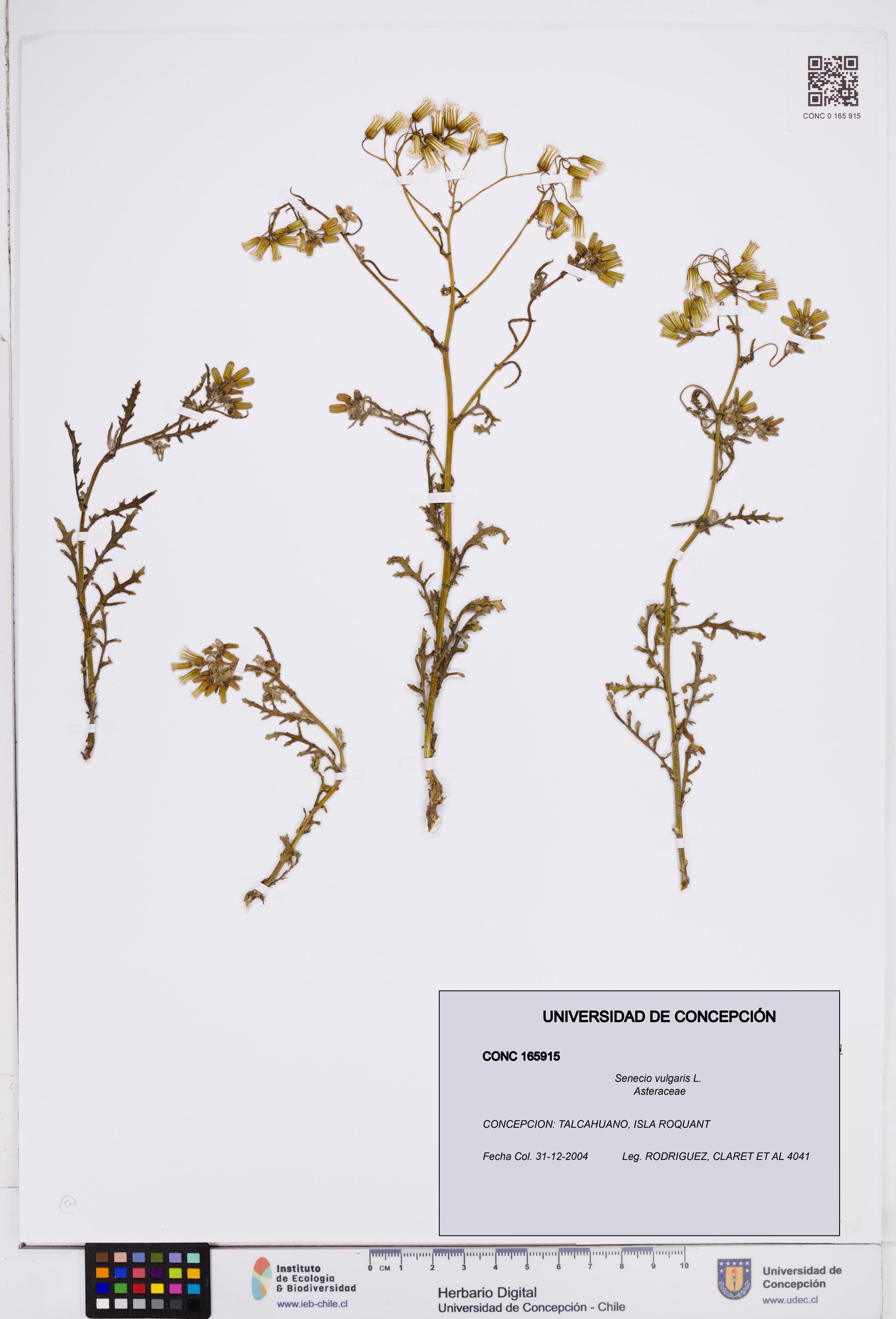 Senecio vulgaris [Espécimen: ]