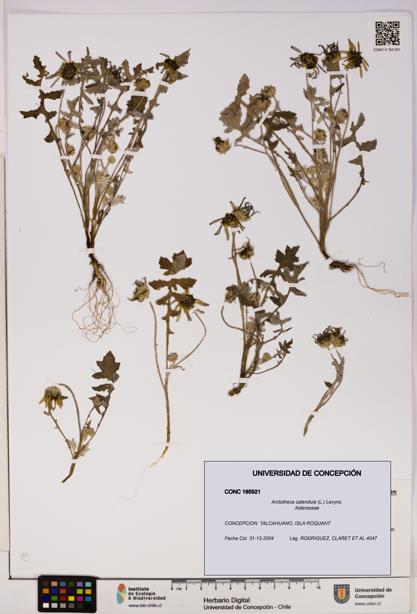 Arctotheca calendula [Espécimen: UDEC:CONC:0165921]