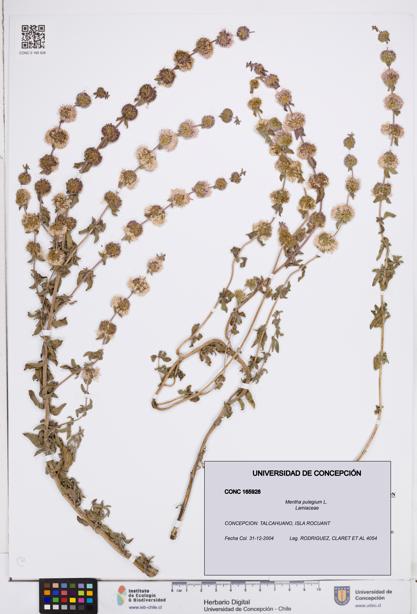 Mentha pulegium [Espécimen: ]
