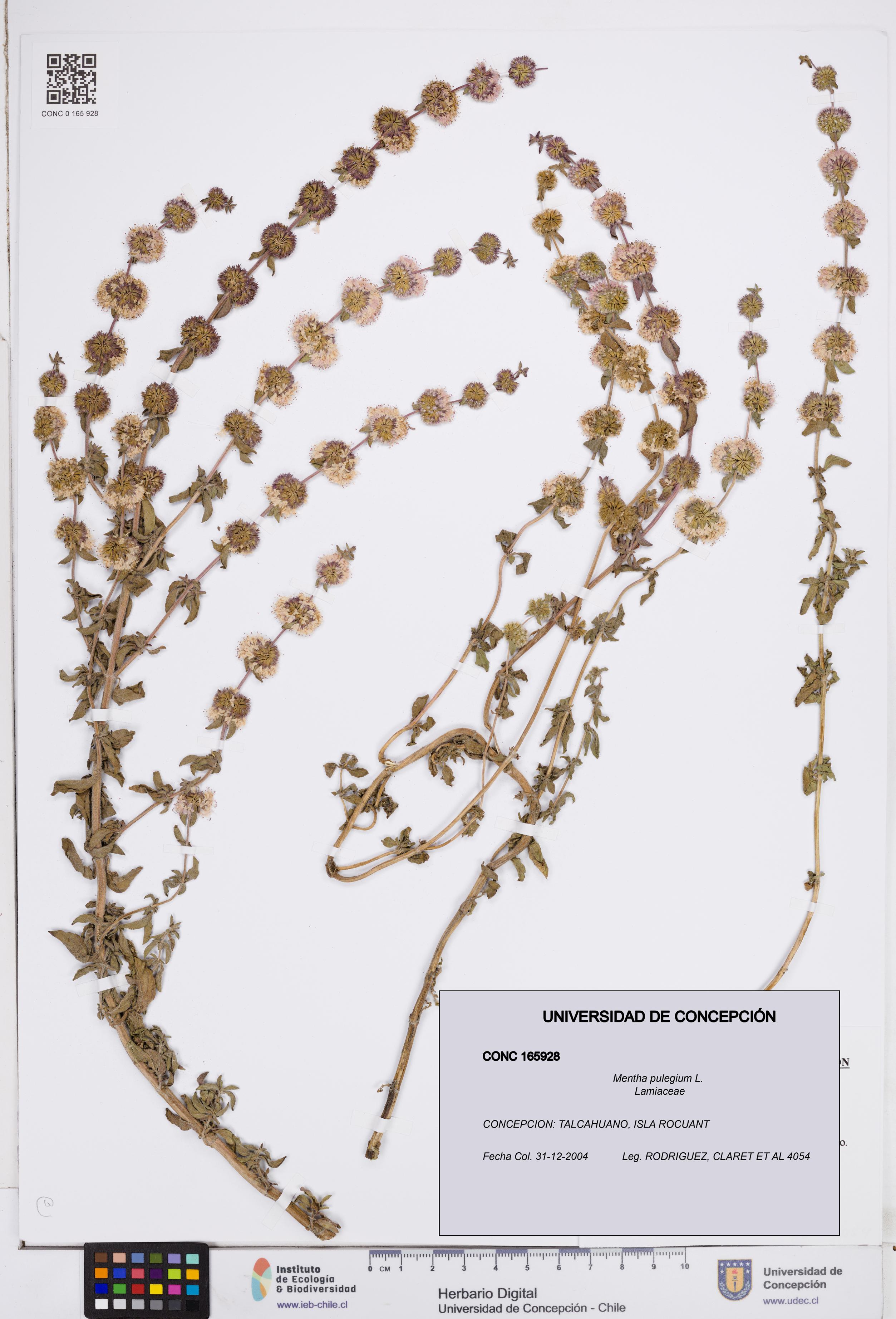Mentha pulegium [Espécimen: ]