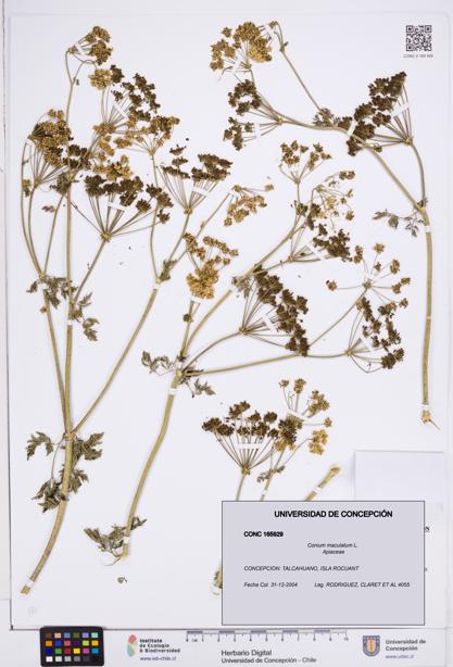 Conium maculatum [Espécimen: ]