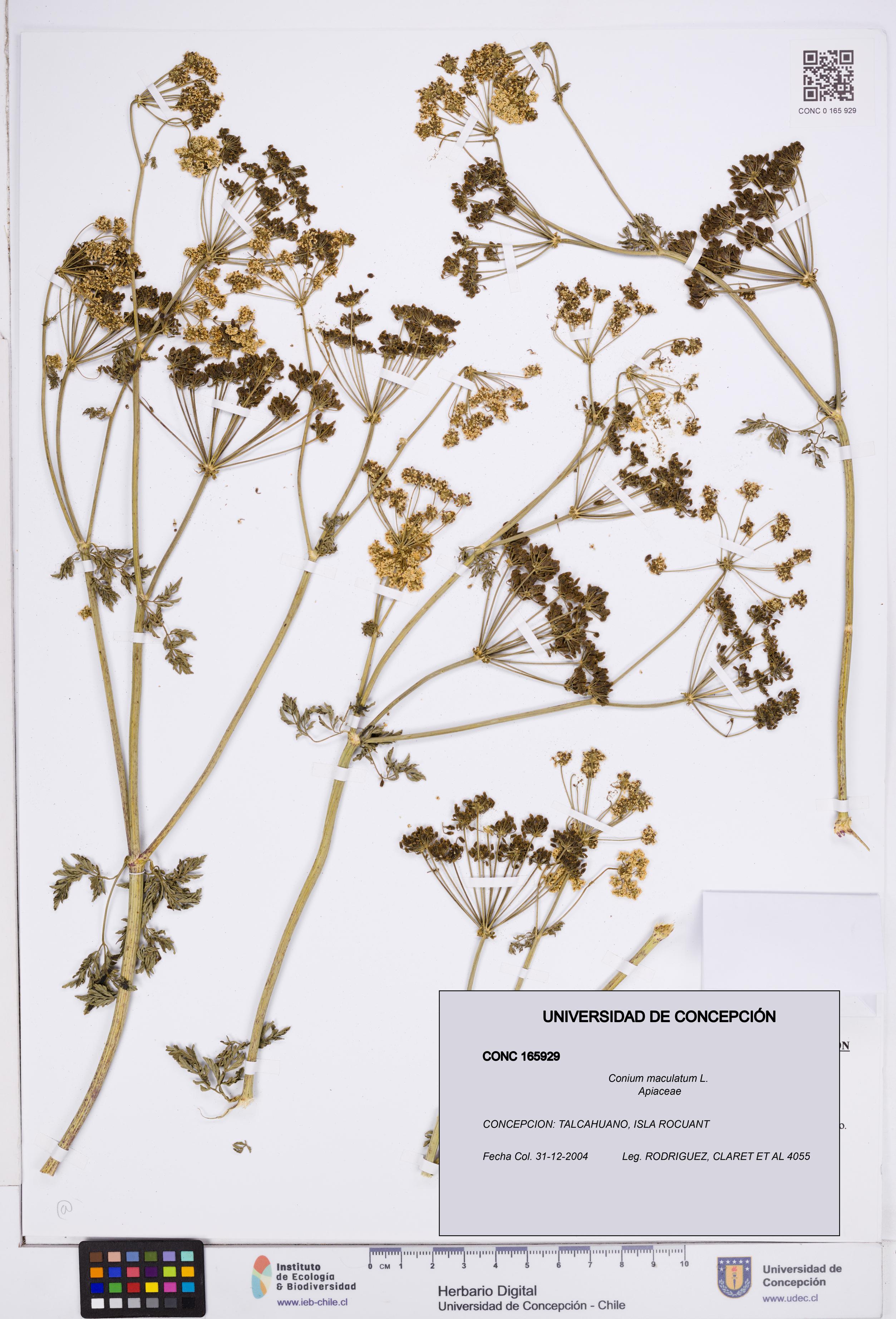Conium maculatum [Espécimen: ]