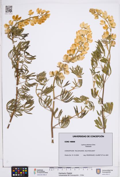 Lupinus arboreus [Espécimen: ]