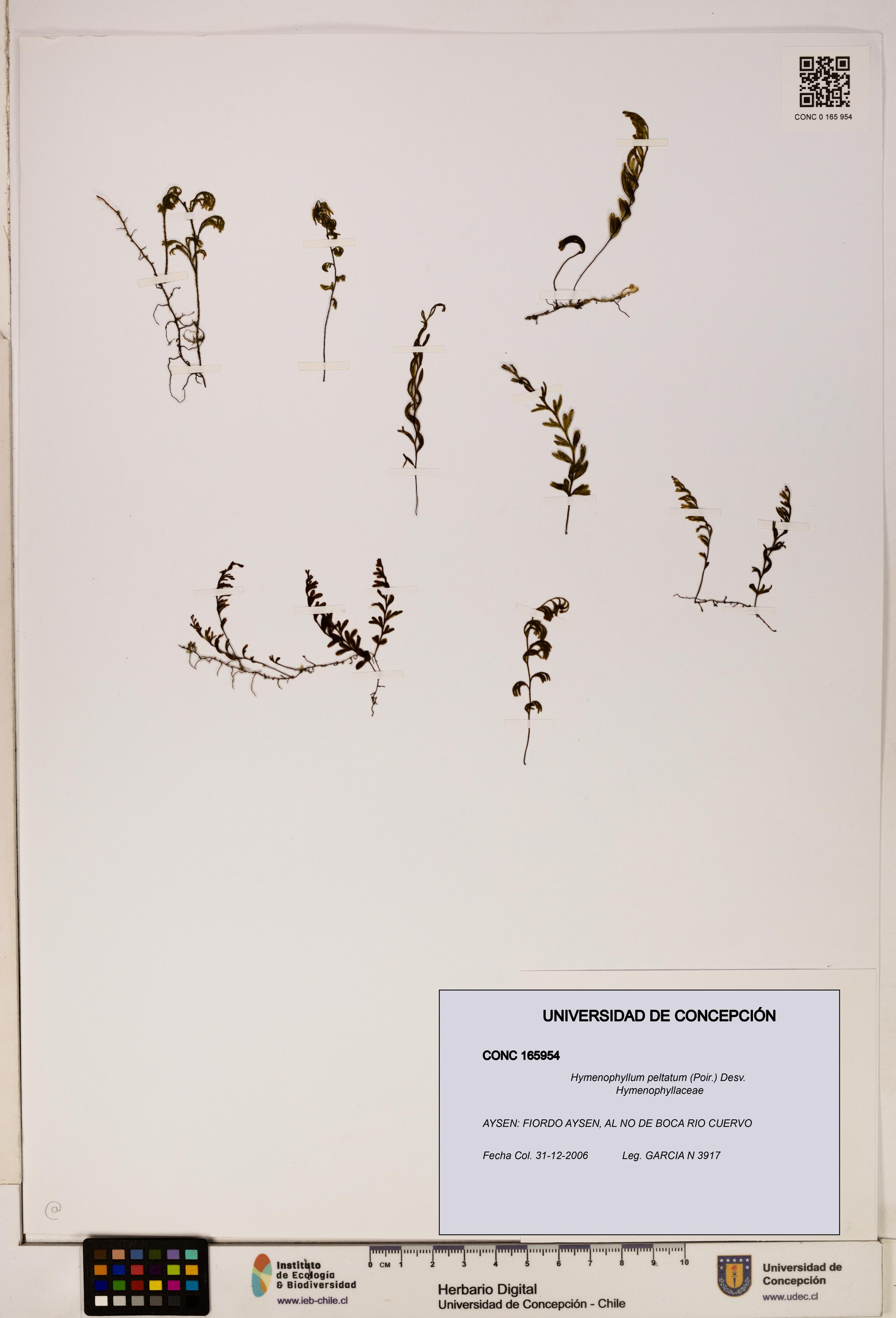Hymenophyllum peltatum [Espécimen: ]
