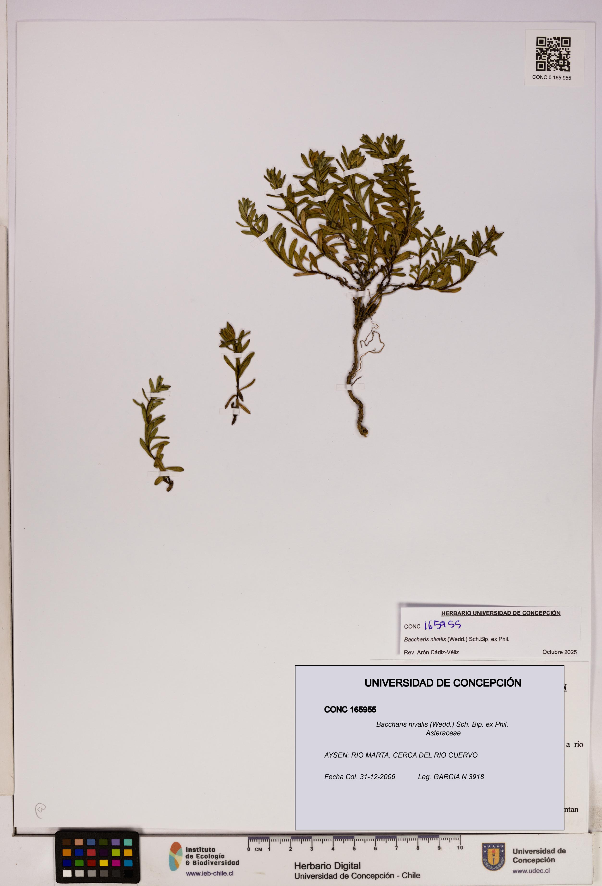 Baccharis nivalis [Espécimen: UDEC:CONC:0165955]