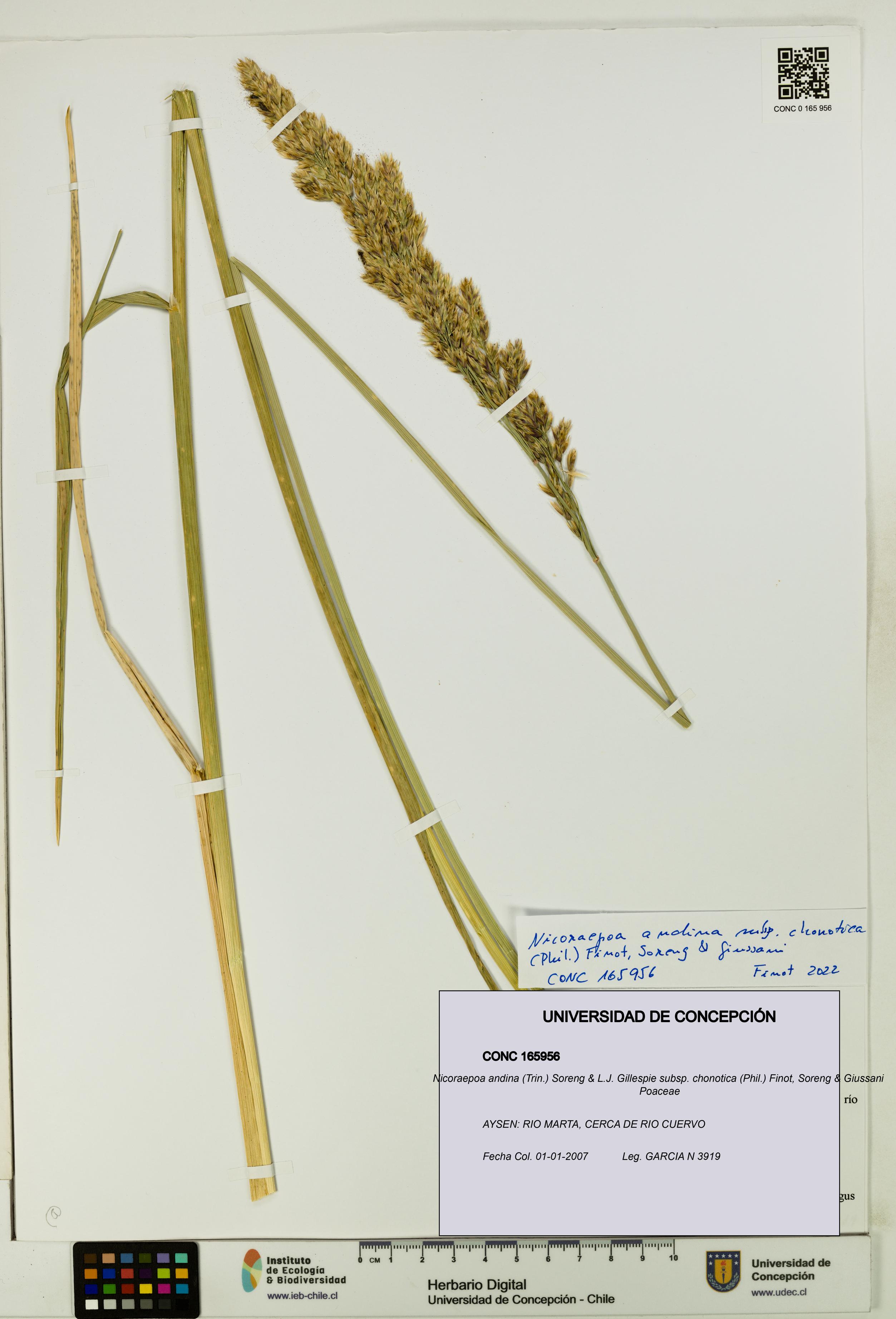 Nicoraepoa andina subsp. chonotica [Espécimen: UDEC:CONC:0165956]