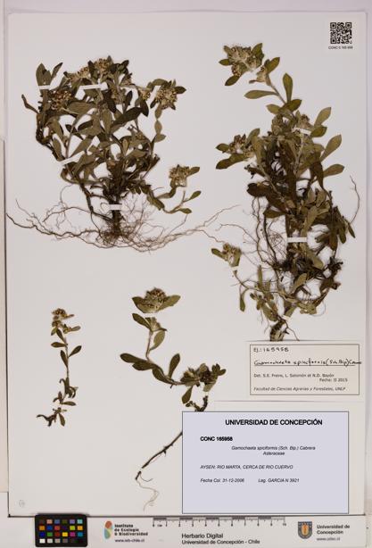 Gamochaeta spiciformis [Espécimen: UDEC:CONC:0165958]