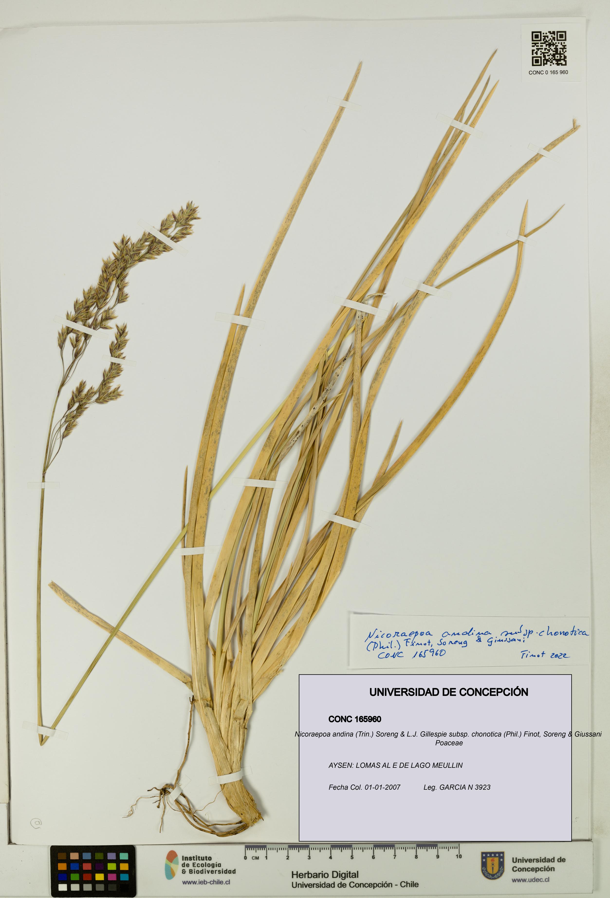 Nicoraepoa andina subsp. chonotica [Espécimen: UDEC:CONC:0165960]