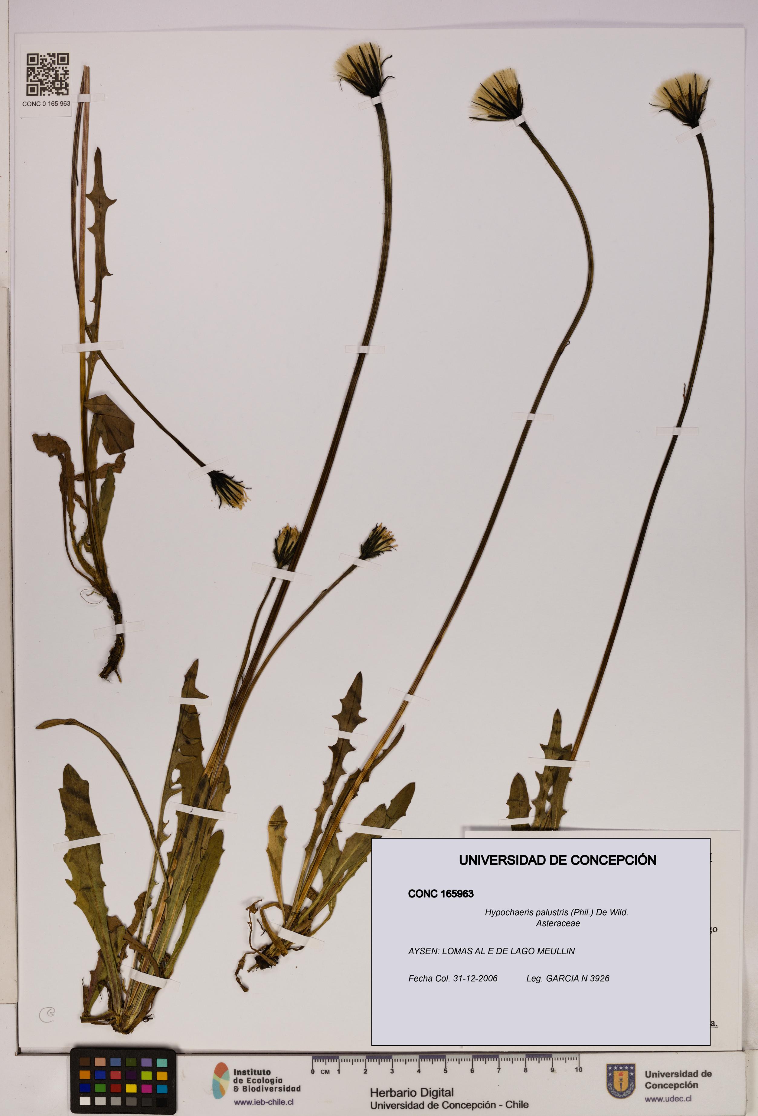 Hypochaeris palustris [Espécimen: UDEC:CONC:0165963]