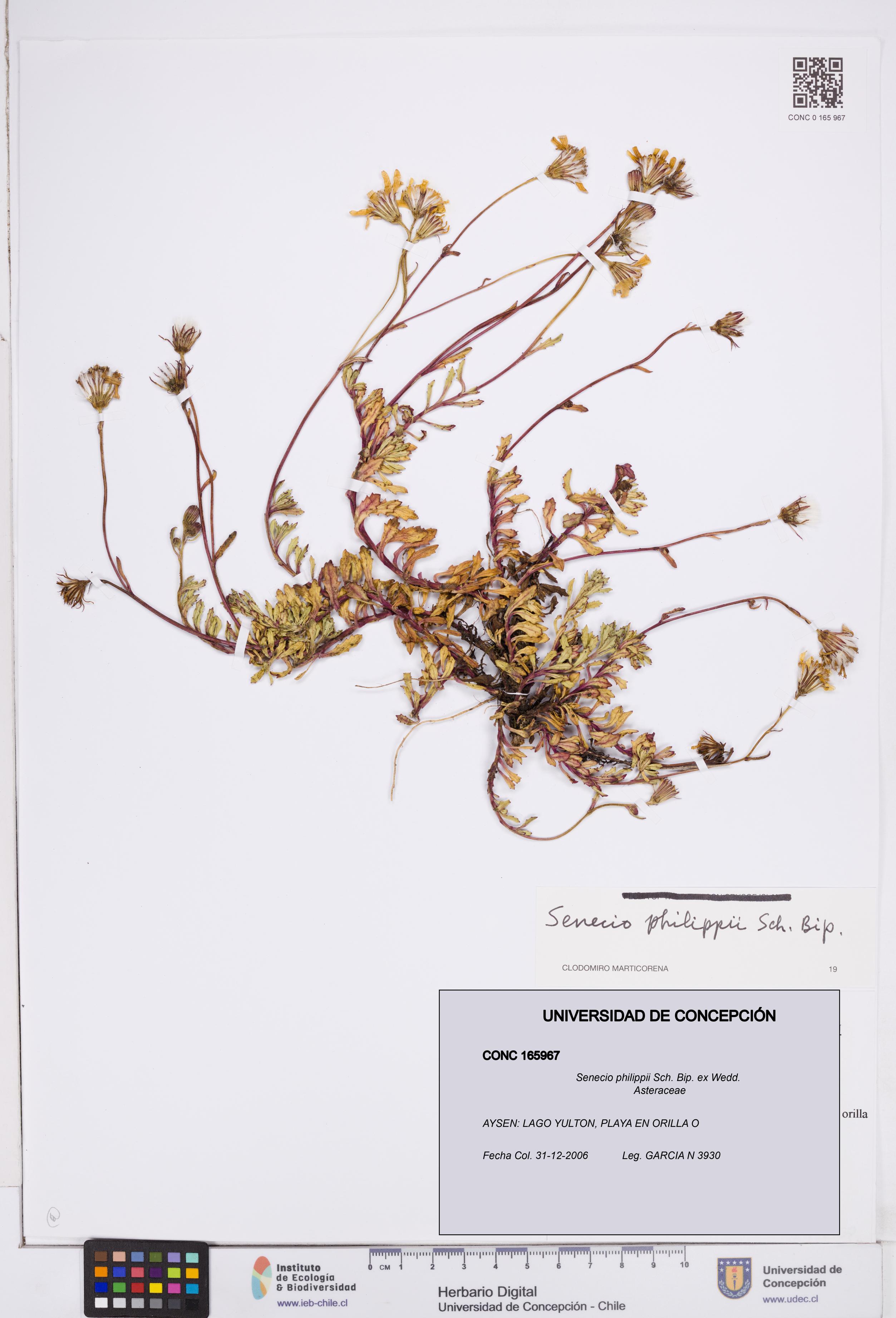 Senecio philippii [Espécimen: ]