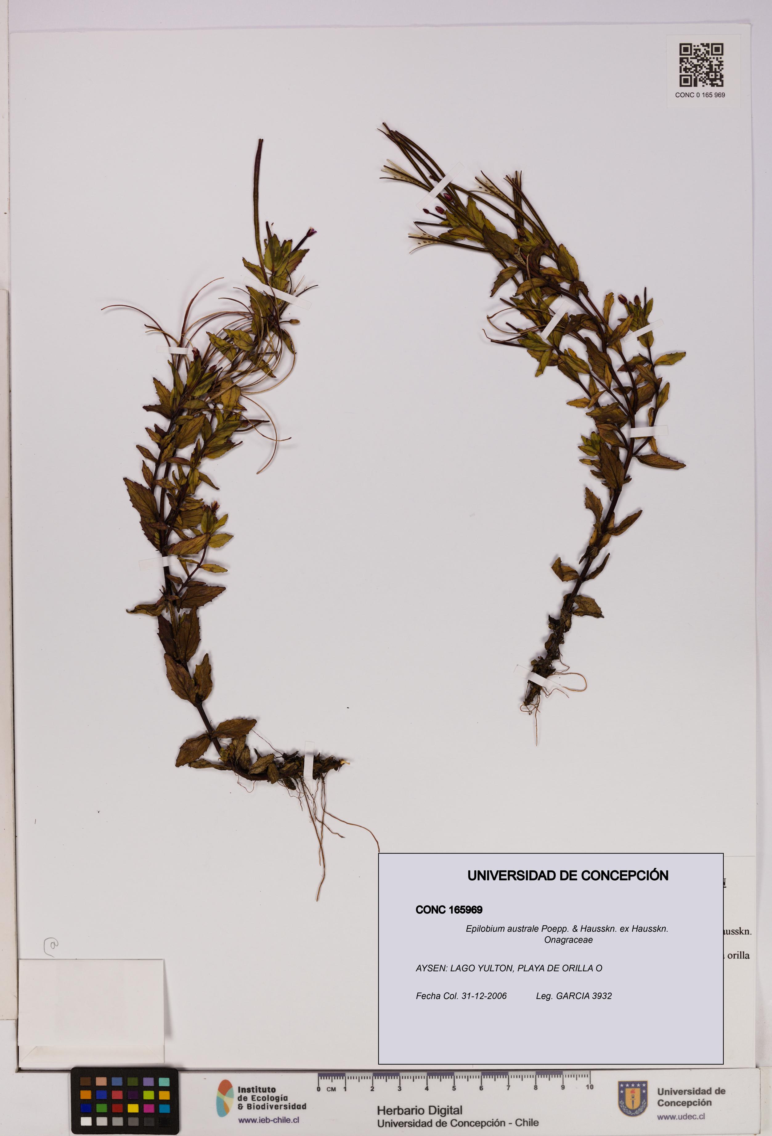 Epilobium australe [Espécimen: UDEC:CONC:0165969]