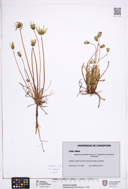 Agoseris coronopifolia [Espécimen: ]