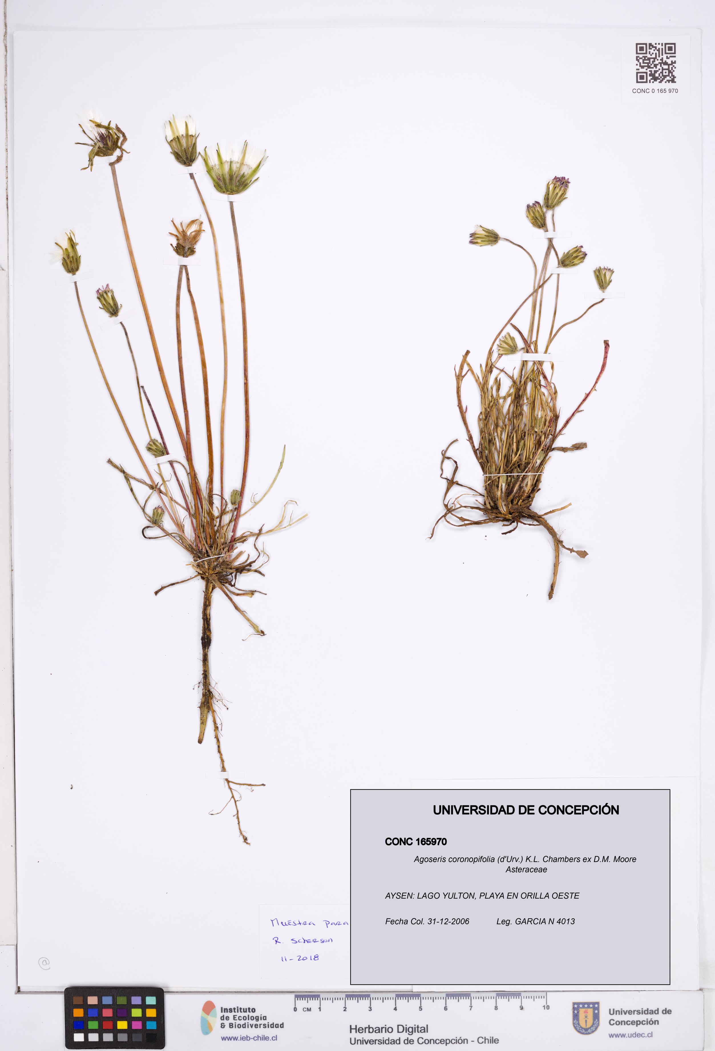 Agoseris coronopifolia [Espécimen: ]