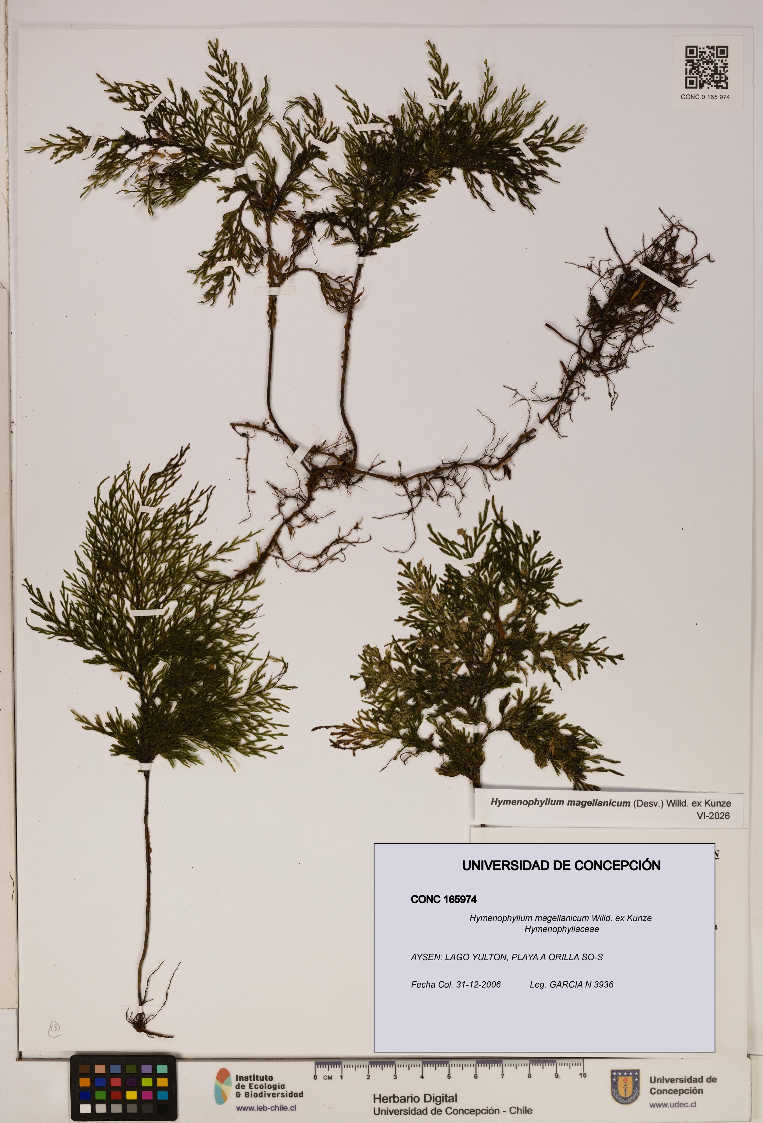 Hymenophyllum magellanicum [Espécimen: ]