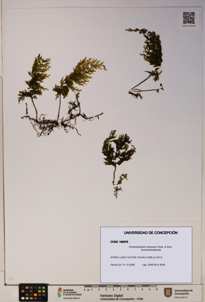 Hymenophyllum tortuosum [Espécimen: ]