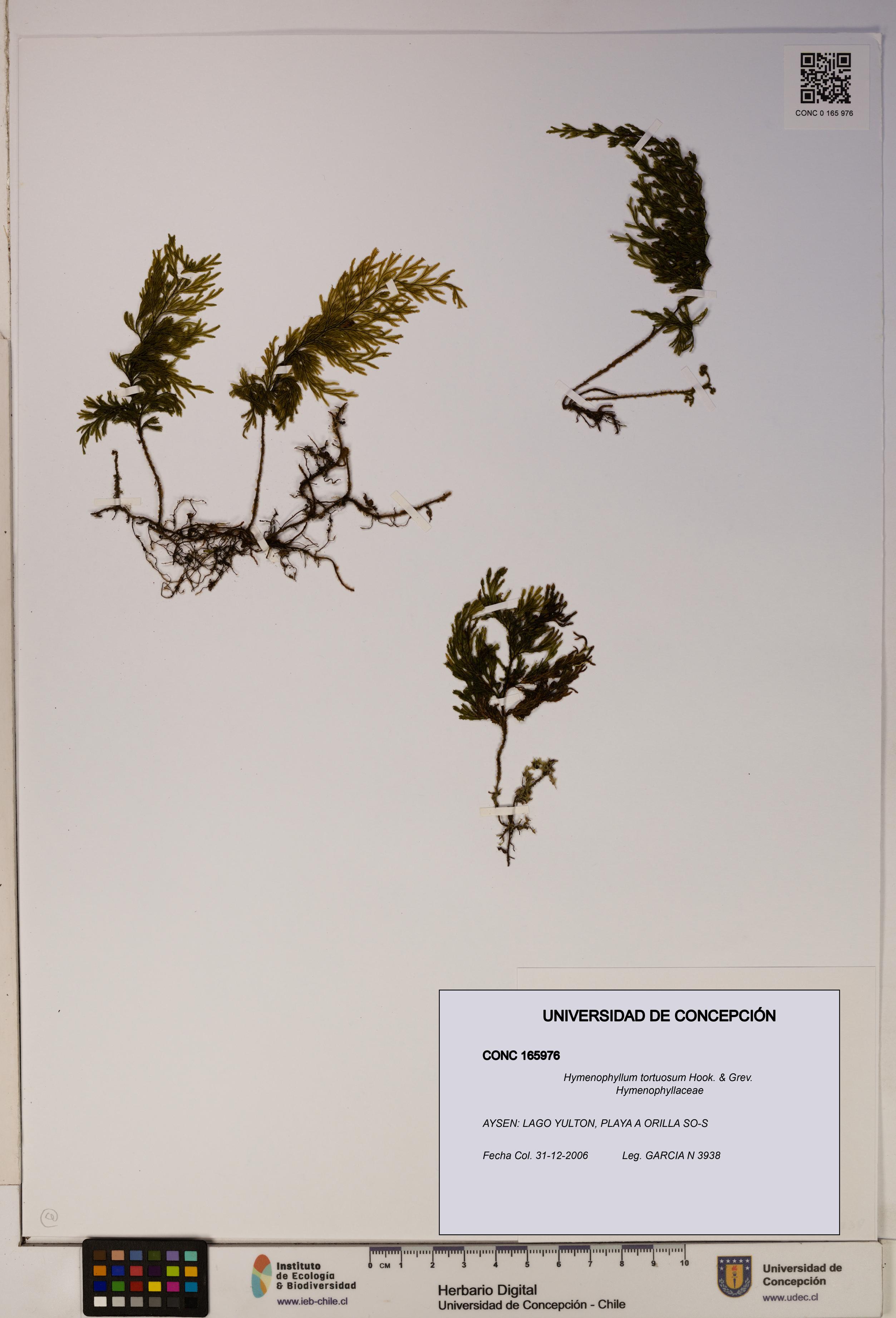 Hymenophyllum tortuosum [Espécimen: ]