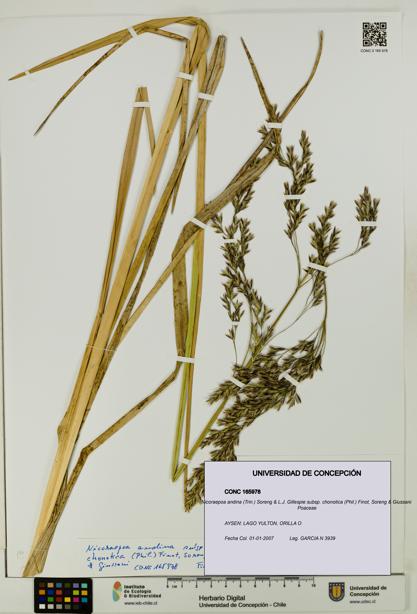 Nicoraepoa andina subsp. chonotica [Espécimen: UDEC:CONC:0165978]
