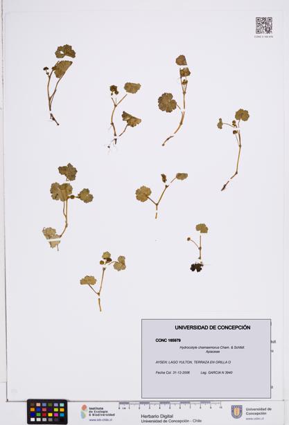 Hydrocotyle chamaemorus [Espécimen: ]