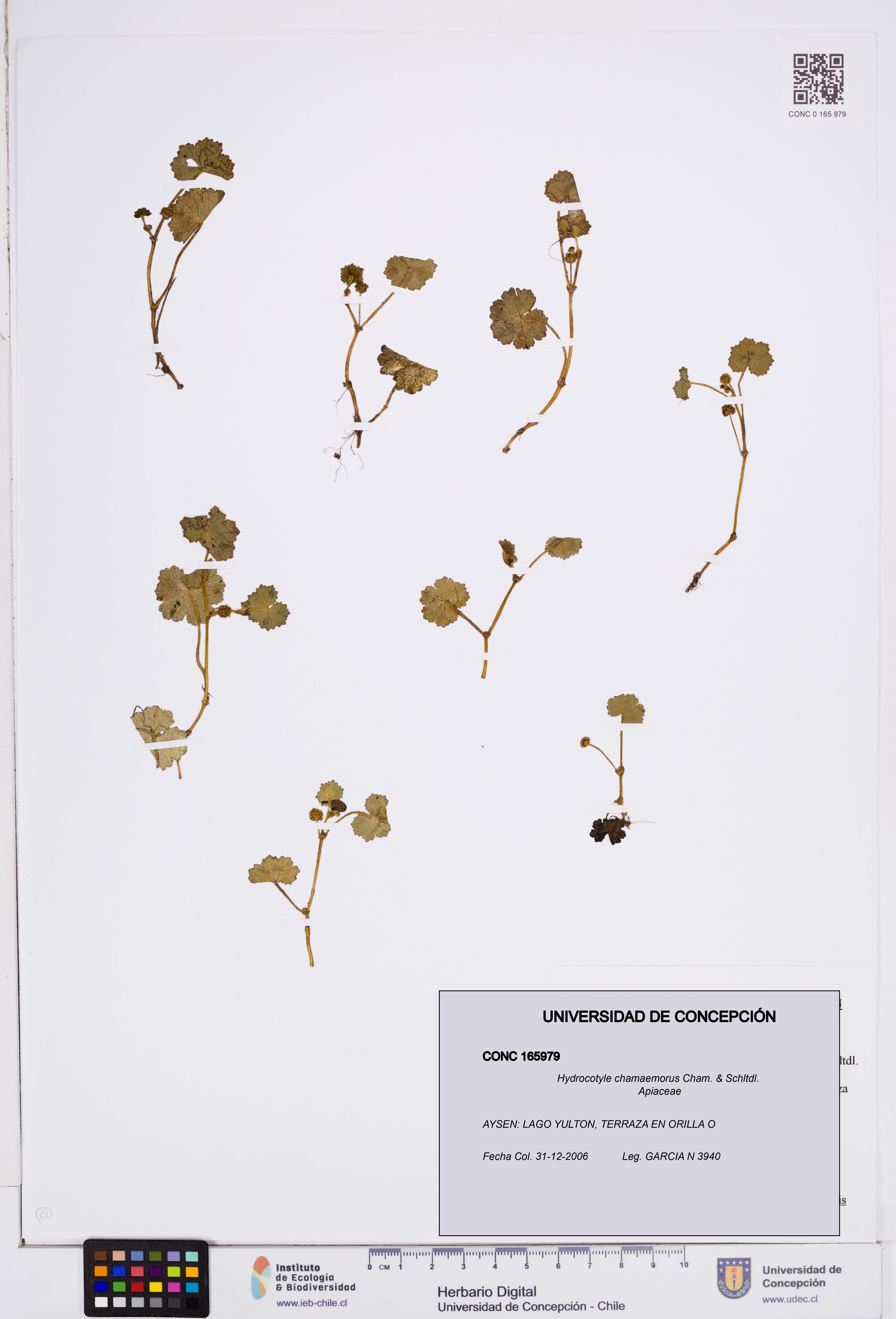 Hydrocotyle chamaemorus [Espécimen: ]
