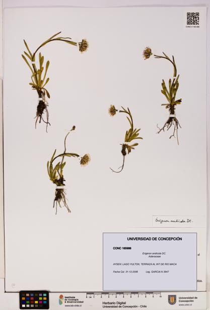 Erigeron andicola [Espécimen: UDEC:CONC:0165986]