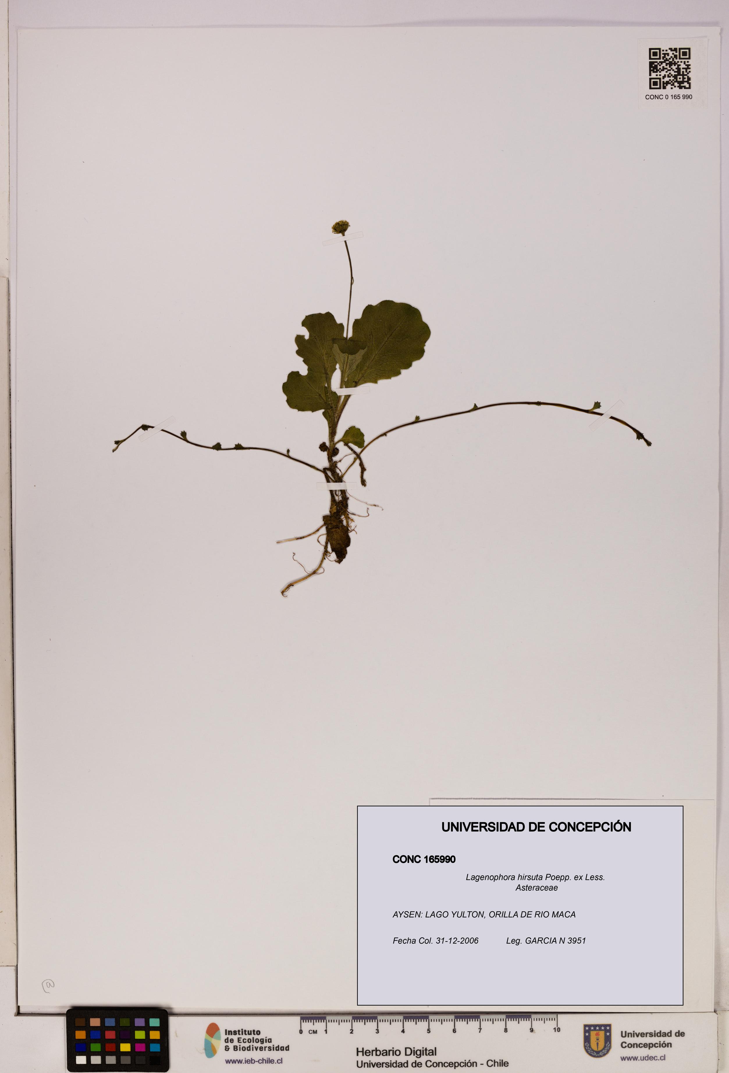 Lagenophora hirsuta [Espécimen: ]