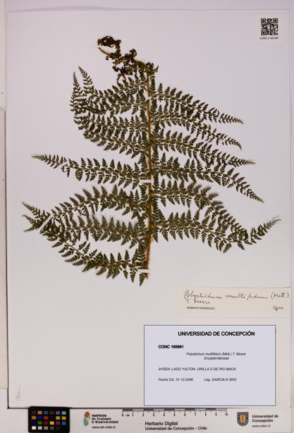 Polystichum multifidum [Espécimen: UDEC:CONC:0165991]