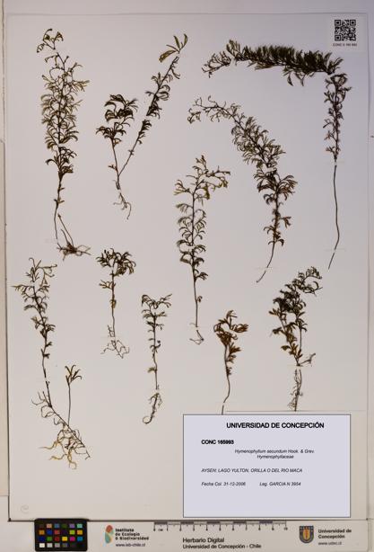 Hymenophyllum secundum [Espécimen: ]