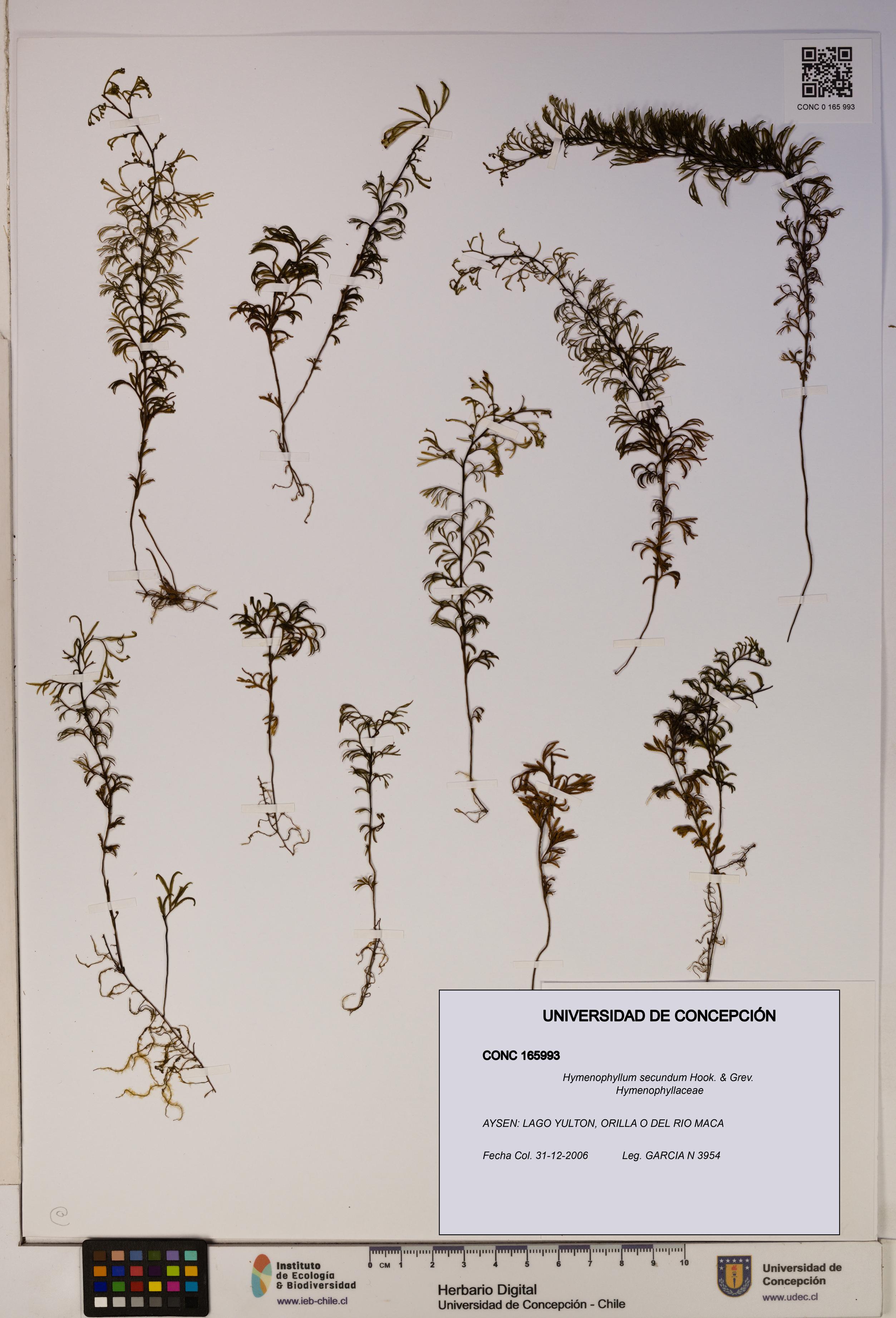 Hymenophyllum secundum [Espécimen: ]