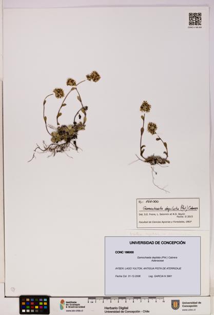 Gamochaeta depilata [Espécimen: UDEC:CONC:0166000]