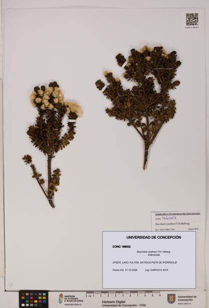 Baccharis zoellneri [Espécimen: UDEC:CONC:0166002]