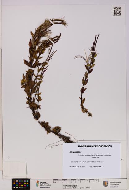 Epilobium australe [Espécimen: UDEC:CONC:0166004]