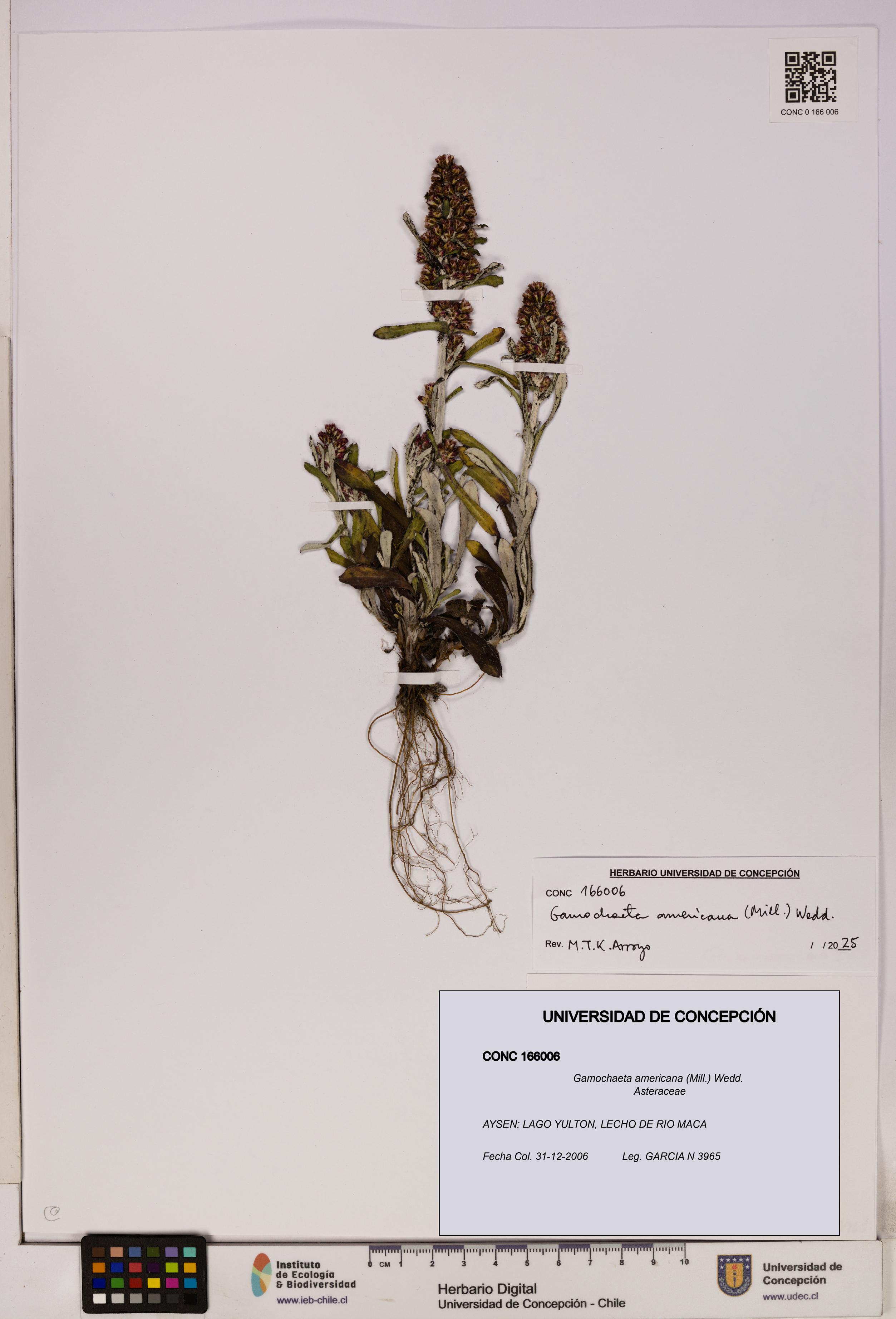 Gamochaeta americana [Espécimen: UDEC:CONC:0166006]