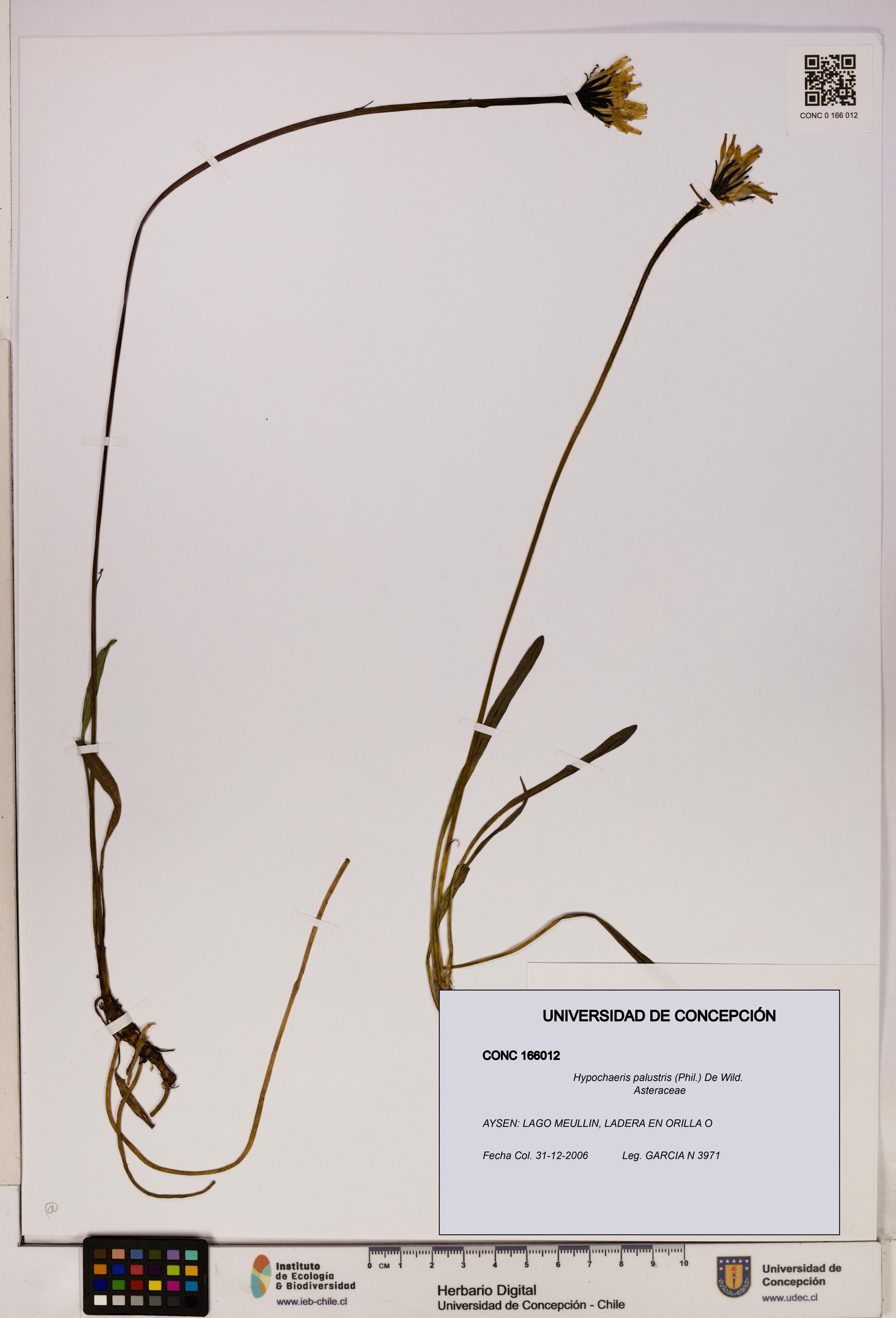 Hypochaeris palustris [Espécimen: UDEC:CONC:0166012]