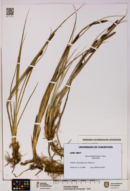 Carex aematorhyncha [Espécimen: UDEC:CONC:0166017]