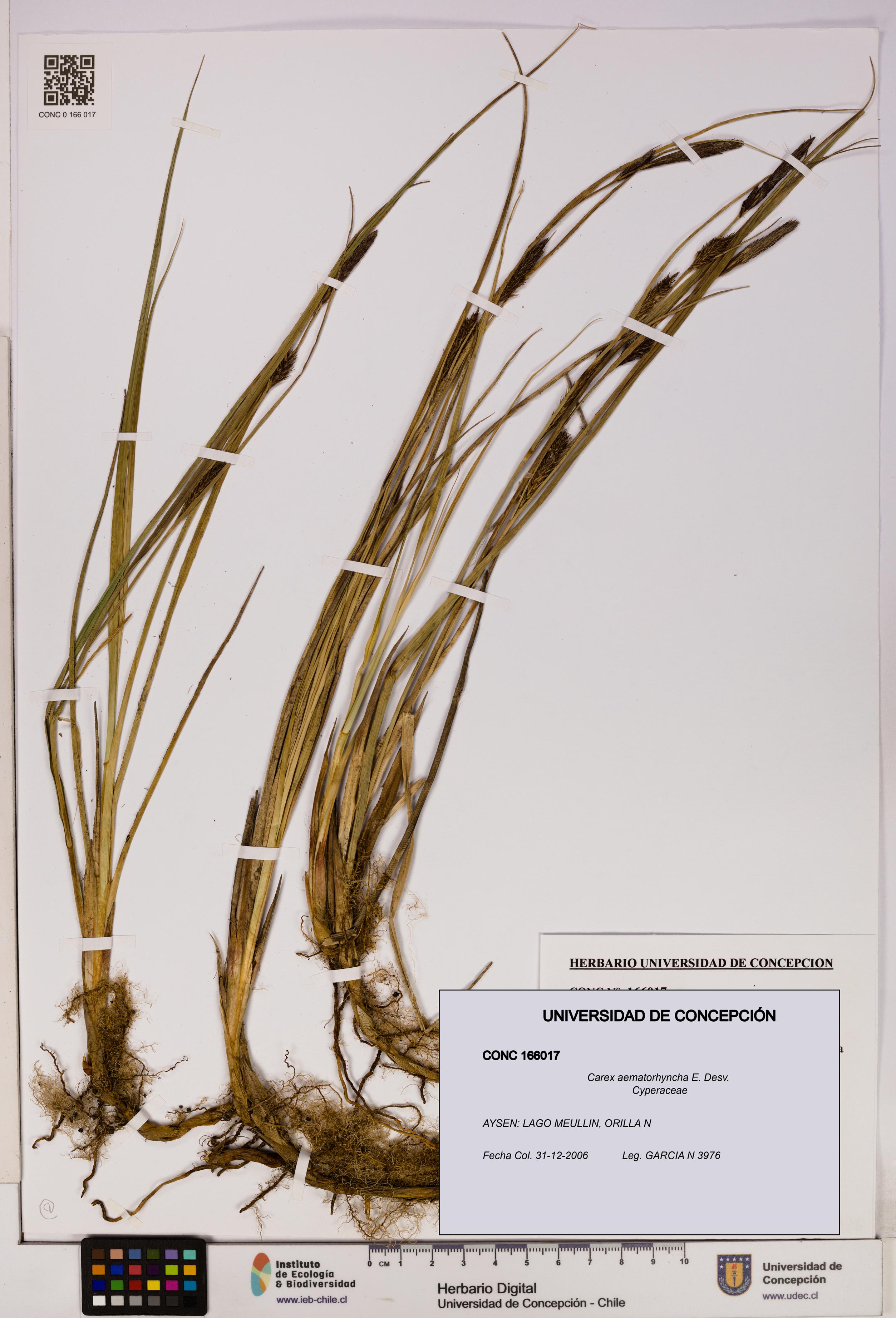Carex aematorhyncha [Espécimen: UDEC:CONC:0166017]