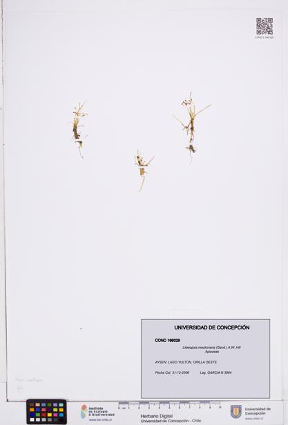 Lilaeopsis macloviana [Espécimen: ]