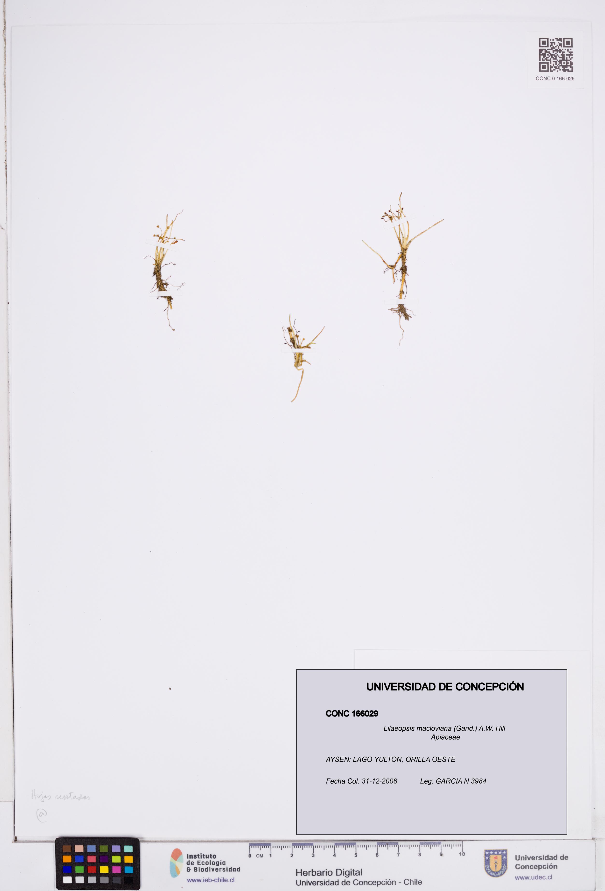 Lilaeopsis macloviana [Espécimen: ]