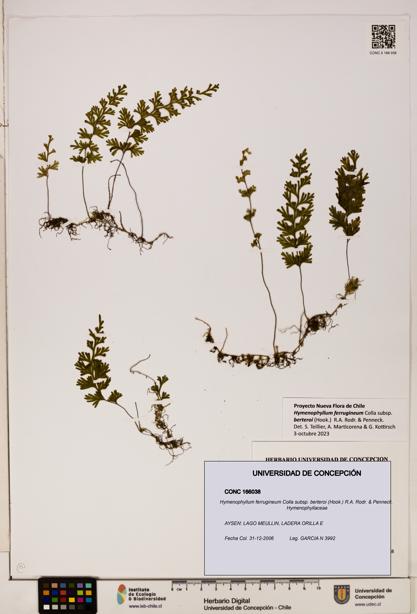 Hymenophyllum ferrugineum [Espécimen: UDEC:CONC:0166038]