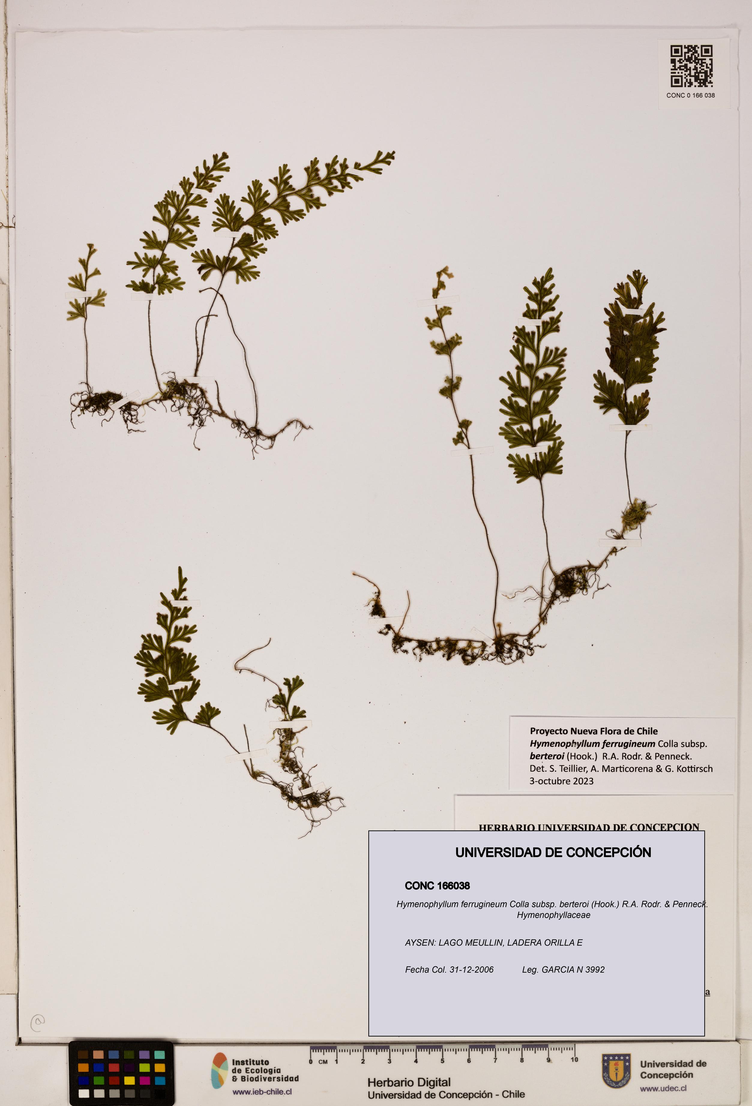 Hymenophyllum ferrugineum [Espécimen: UDEC:CONC:0166038]