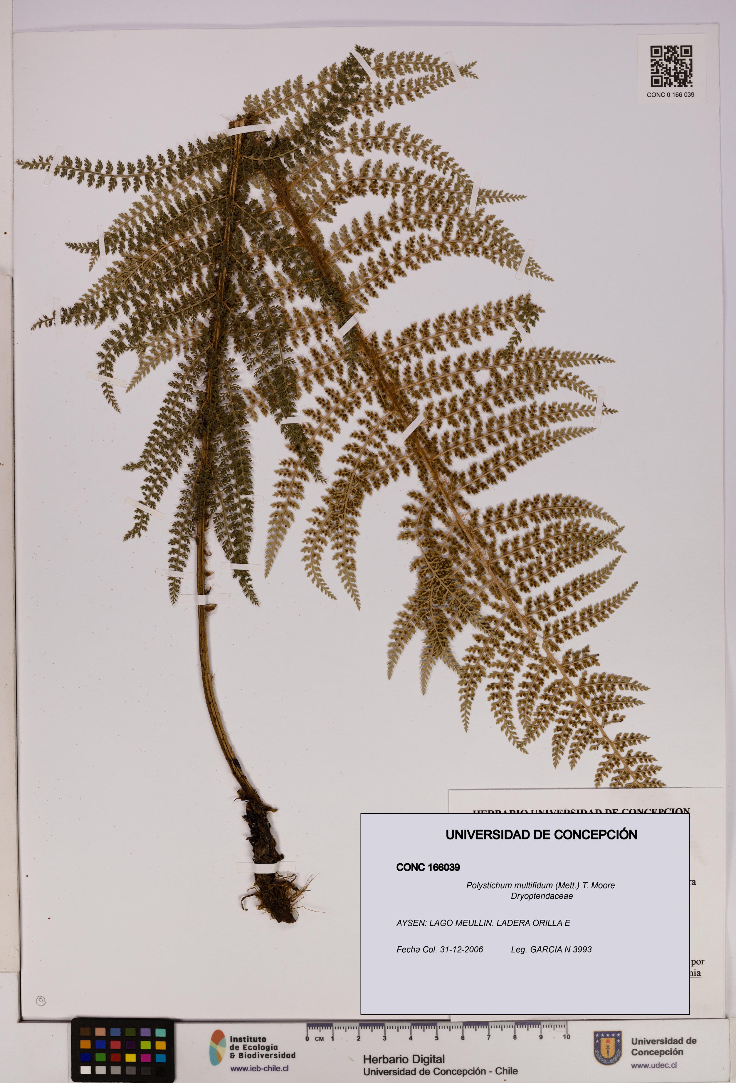 Polystichum multifidum [Espécimen: UDEC:CONC:0166039]